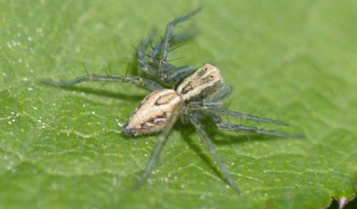 Réf. 281 162 : Oxyopes sp.